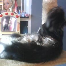 Blanding af racer Smoke (R.I.P)