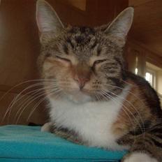 Blanding af racer Barbie <'3