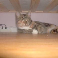 Blanding af racer Barbie <'3