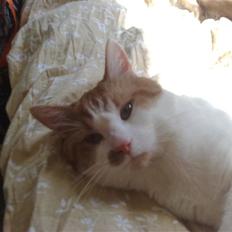 Blanding af racer Mikkel 