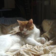 Blanding af racer Mikkel 