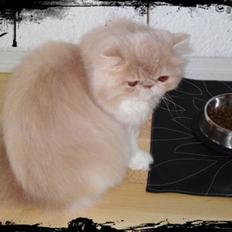 Perser Honey