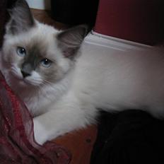 Ragdoll Sally