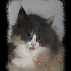 Norsk Skovkat Høgerstedet s Beauty