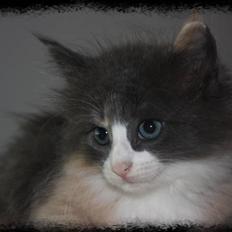 Norsk Skovkat Høgerstedet s Beauty