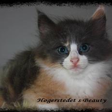 Norsk Skovkat Høgerstedet s Beauty