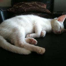 Blanding af racer Skipper.