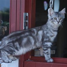 Blanding af racer Lullu