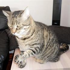 Huskat Leo "den store"