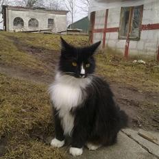 Norsk Skovkat Pjuske