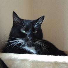 Blanding af racer Pusser R.I.P.