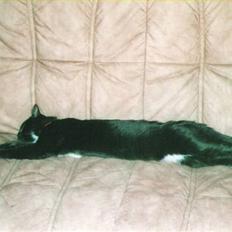 Blanding af racer Pusser R.I.P.