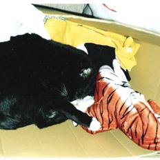 Blanding af racer Pusser R.I.P.