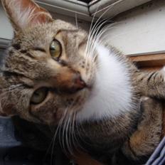 Huskat Bobo * død *