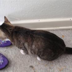 Huskat Bobo * død *