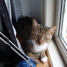 Huskat Bobo * død *