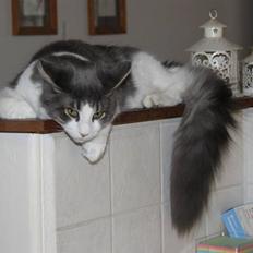 Maine Coon Harley.