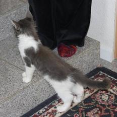 Maine Coon Harley.