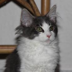 Maine Coon Harley.