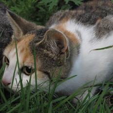 Huskat Elronhus's Cornflakes