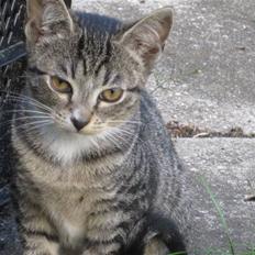 Huskat Elronhus's Duma (SOLGT)