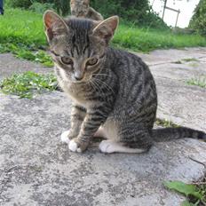 Huskat Elronhus's Duma (SOLGT)