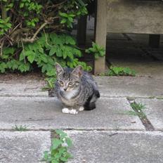 Huskat Elronhus's Duma (SOLGT)