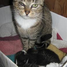 Huskat Elronhus's Taorista