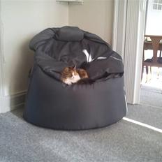 Norsk Skovkat Esther