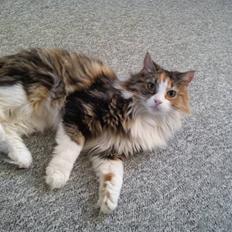 Norsk Skovkat Esther