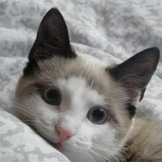 Blanding af racer Cleo