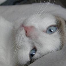 Blanding af racer Cleo