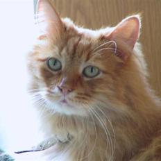 Blanding af racer Bambi