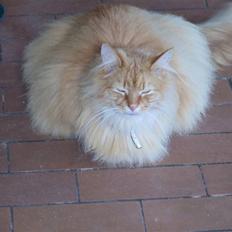 Blanding af racer Bambi