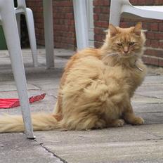 Blanding af racer Bambi