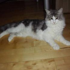 Norsk Skovkat Katost (Kato)