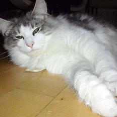 Norsk Skovkat Katost (Kato)