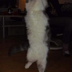 Norsk Skovkat Katost (Kato)