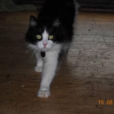 Blanding af racer bella