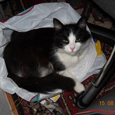 Blanding af racer bella