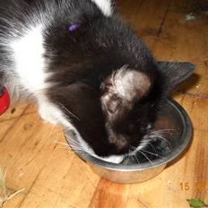 Blanding af racer bella