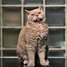 Selkirk Rex  Lykken Hassy 