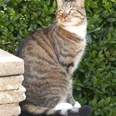 Blanding af racer Casanunda *Forsvundet*