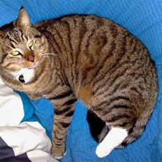 Blanding af racer Casanunda *Forsvundet*