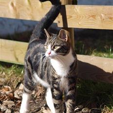 Blanding af racer Lobo - Stjerne på himlen