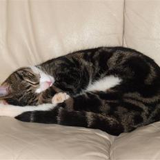 Blanding af racer Lobo - Stjerne på himlen