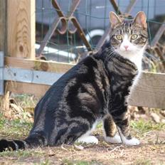 Blanding af racer Lobo - Stjerne på himlen