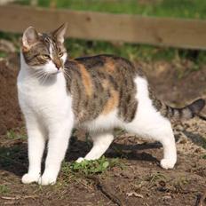 Huskat Miago - Stjerne på himlen