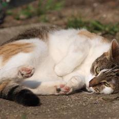Huskat Miago - Stjerne på himlen