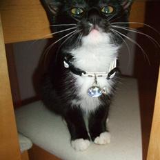 Huskat Mille - lille my